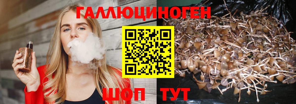 Галлюциногенные грибы Psilocybe Елабуга