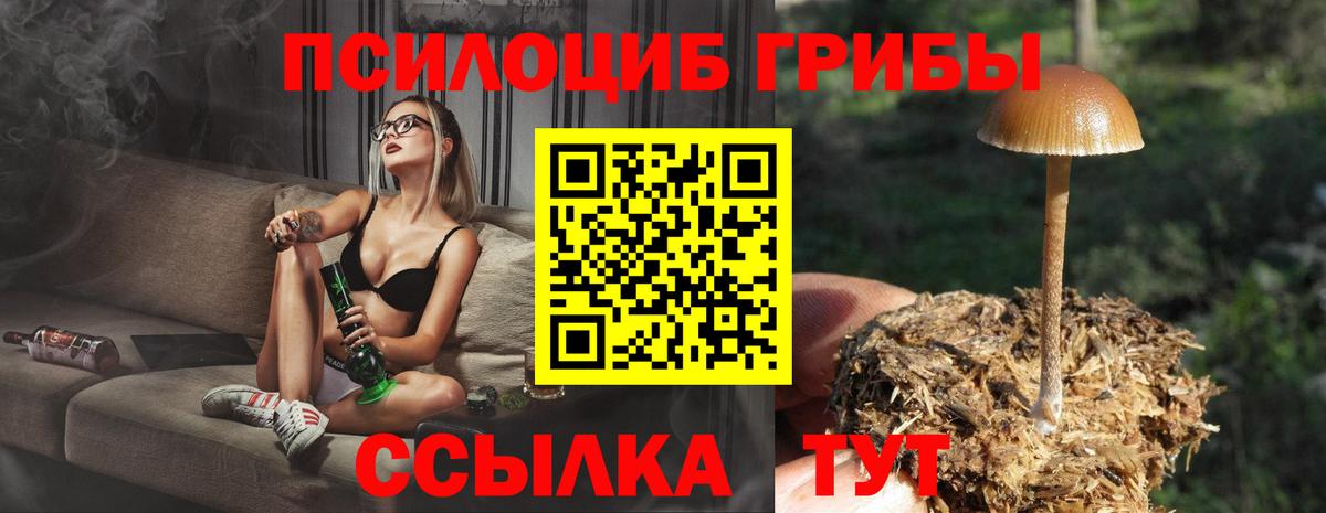 Елабуга  Галлюциногенные грибы Cubensis  Вход с VPN 